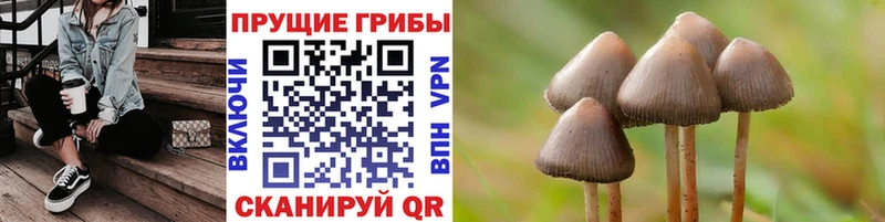 Галлюциногенные грибы Psilocybine cubensis  Тихвин 
