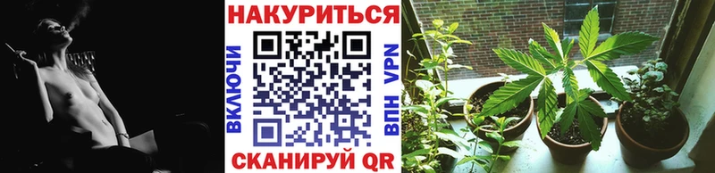 Каннабис гибрид  Тихвин 